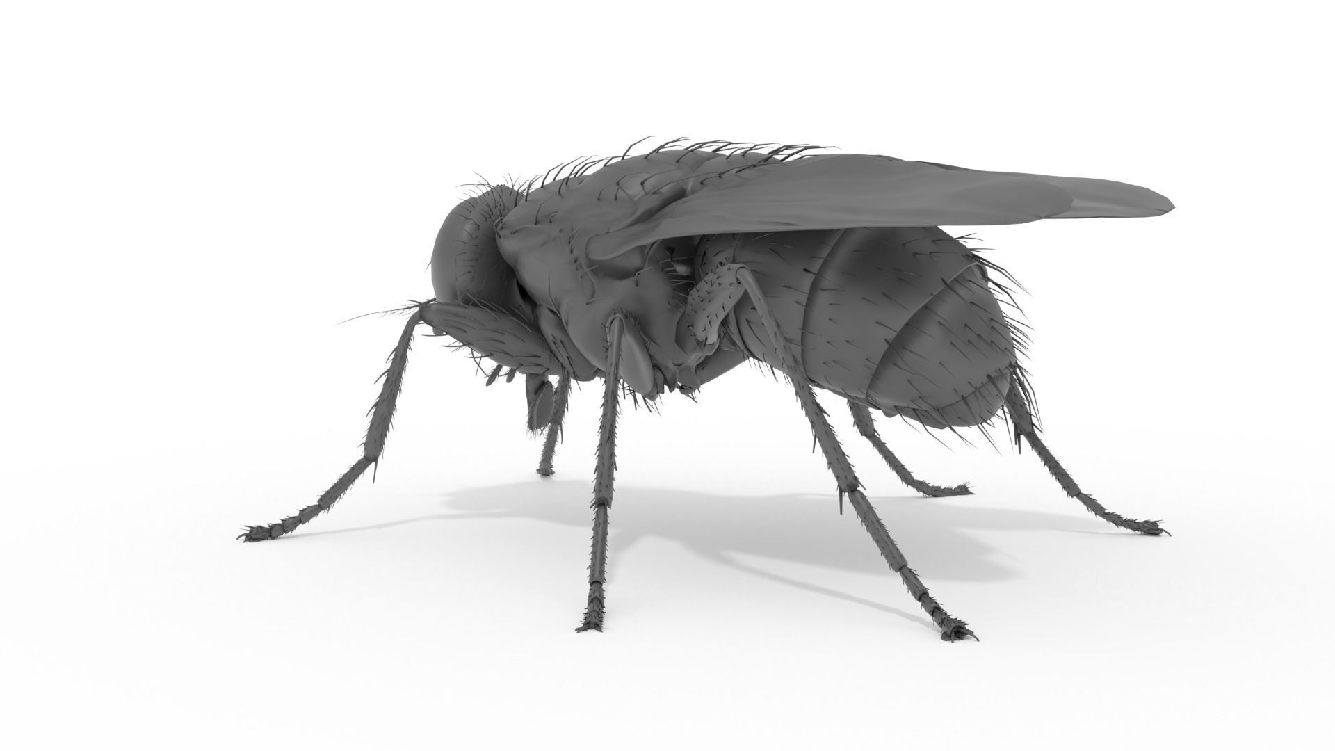 Housefly 3D print model fly 3D print model_5