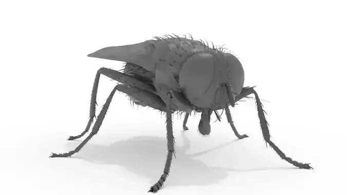 Housefly 3D print model fly 3D print model
