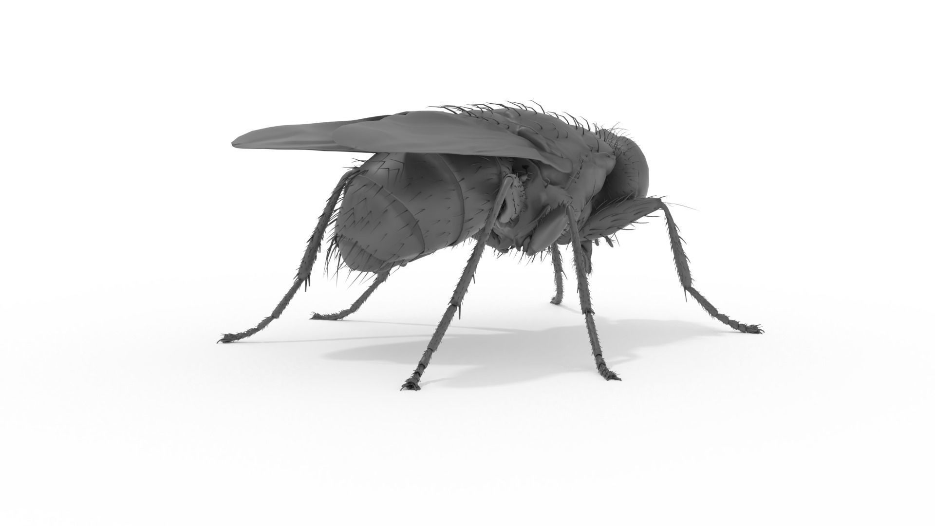Housefly 3D print model fly 3D print model_7