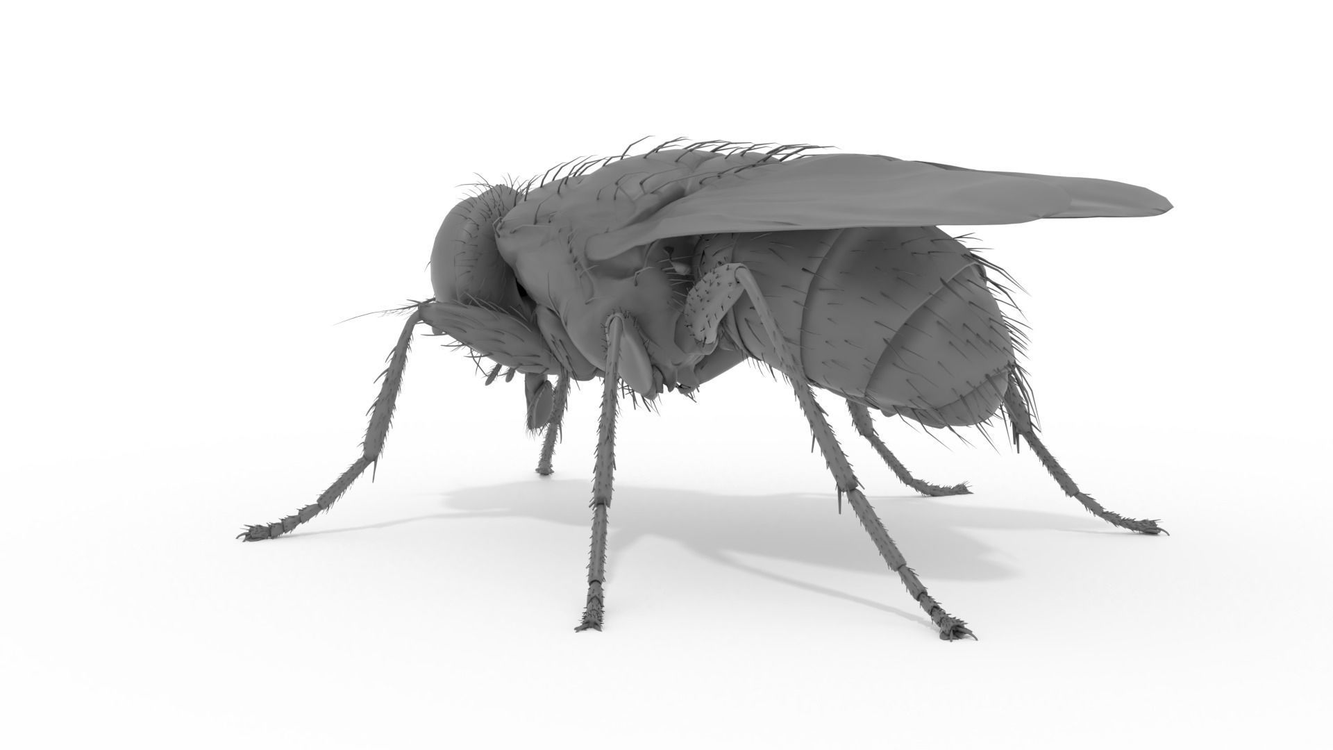 Housefly 3D print model fly 3D print model_4