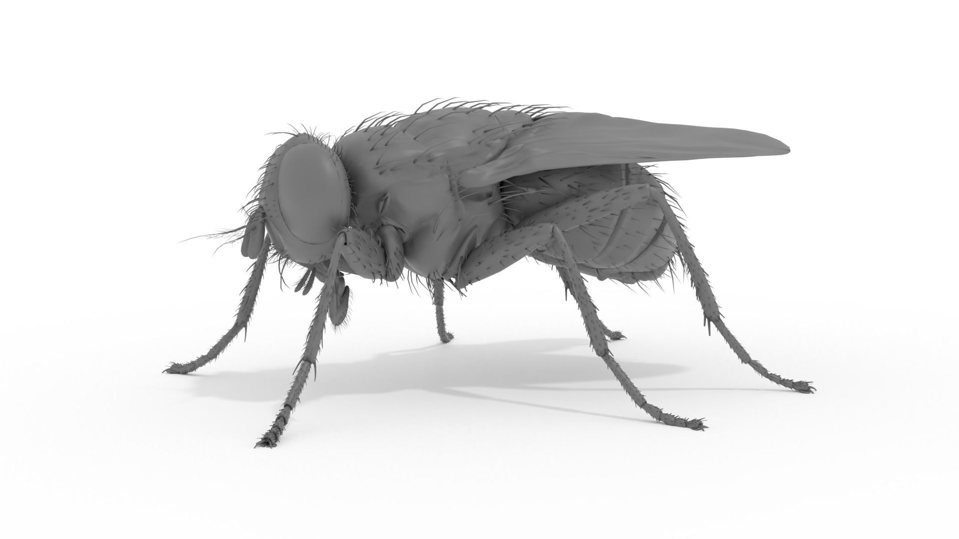 Housefly 3D print model fly 3D print model_3
