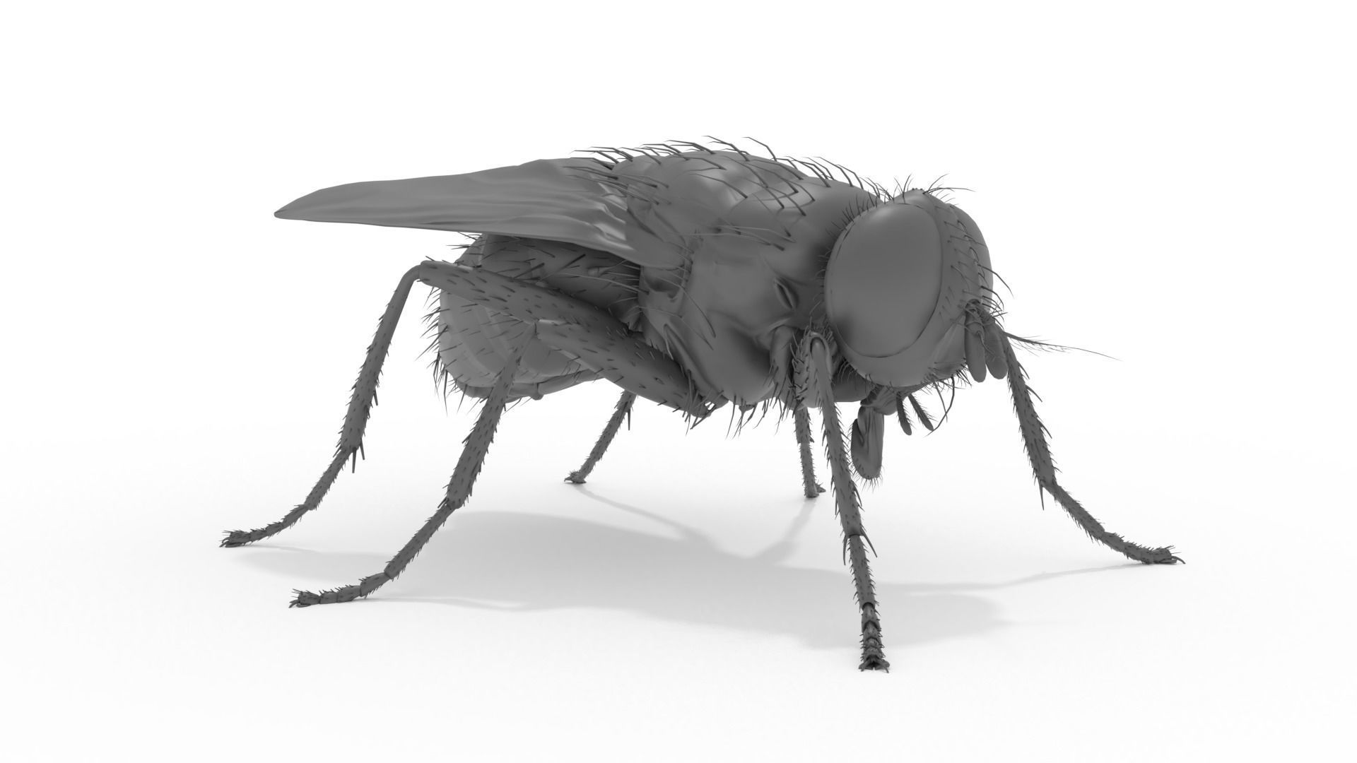 Housefly 3D print model fly 3D print model_9