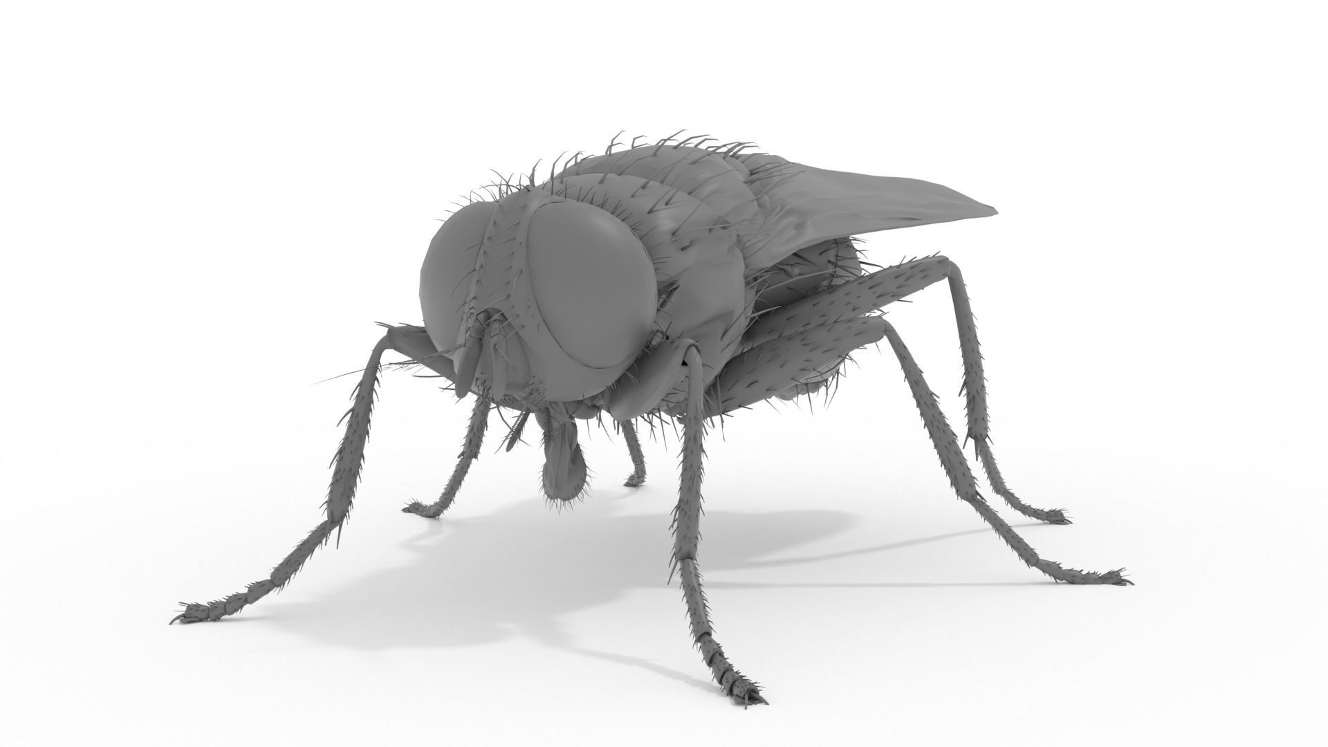Housefly 3D print model fly 3D print model_2
