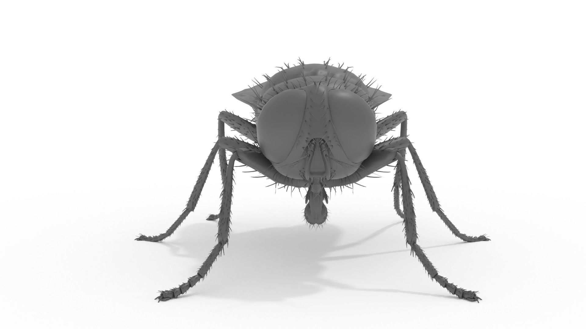 Housefly 3D print model fly 3D print model_1
