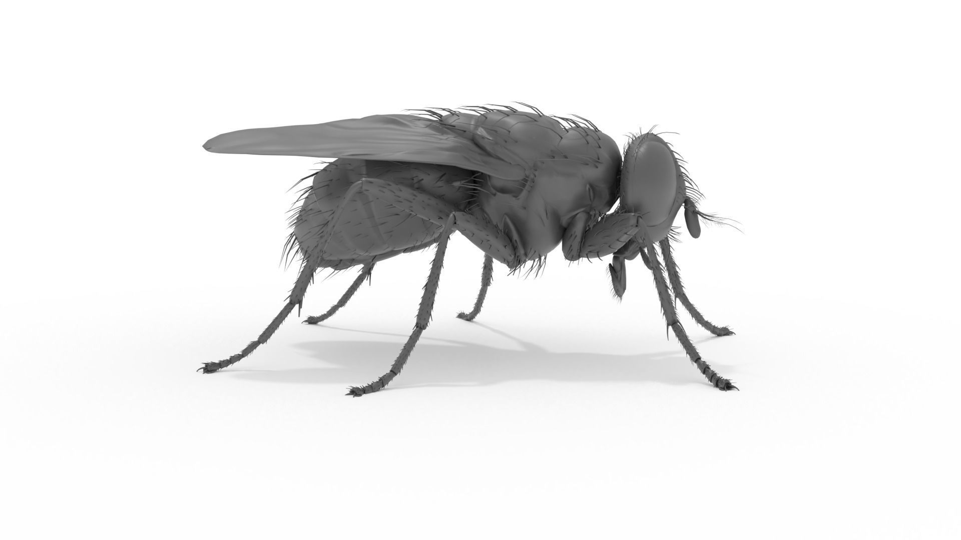Housefly 3D print model fly 3D print model_8