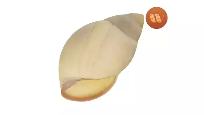 Snail Shell - Real-Time Scanned