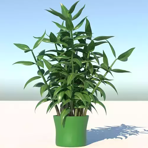Dracaena bamboo plant in pot