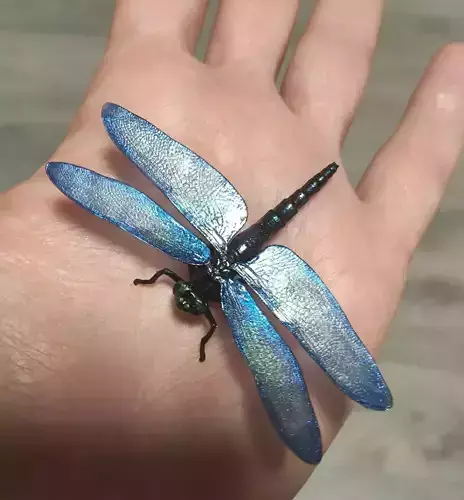 Dragonfly  3D print model