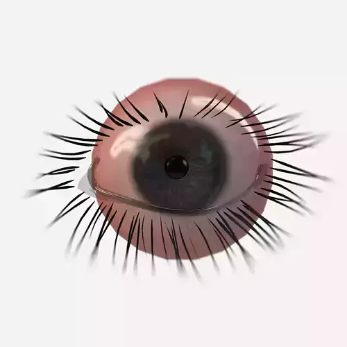 Realistic PBR Eye Set  8 Pieces