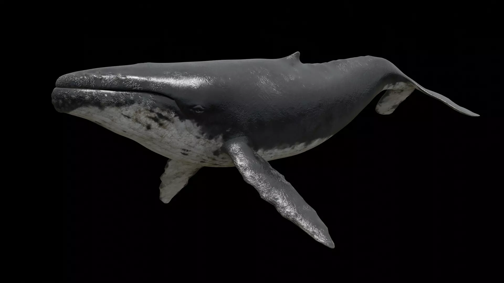 Humpback whale Low-poly 3D model