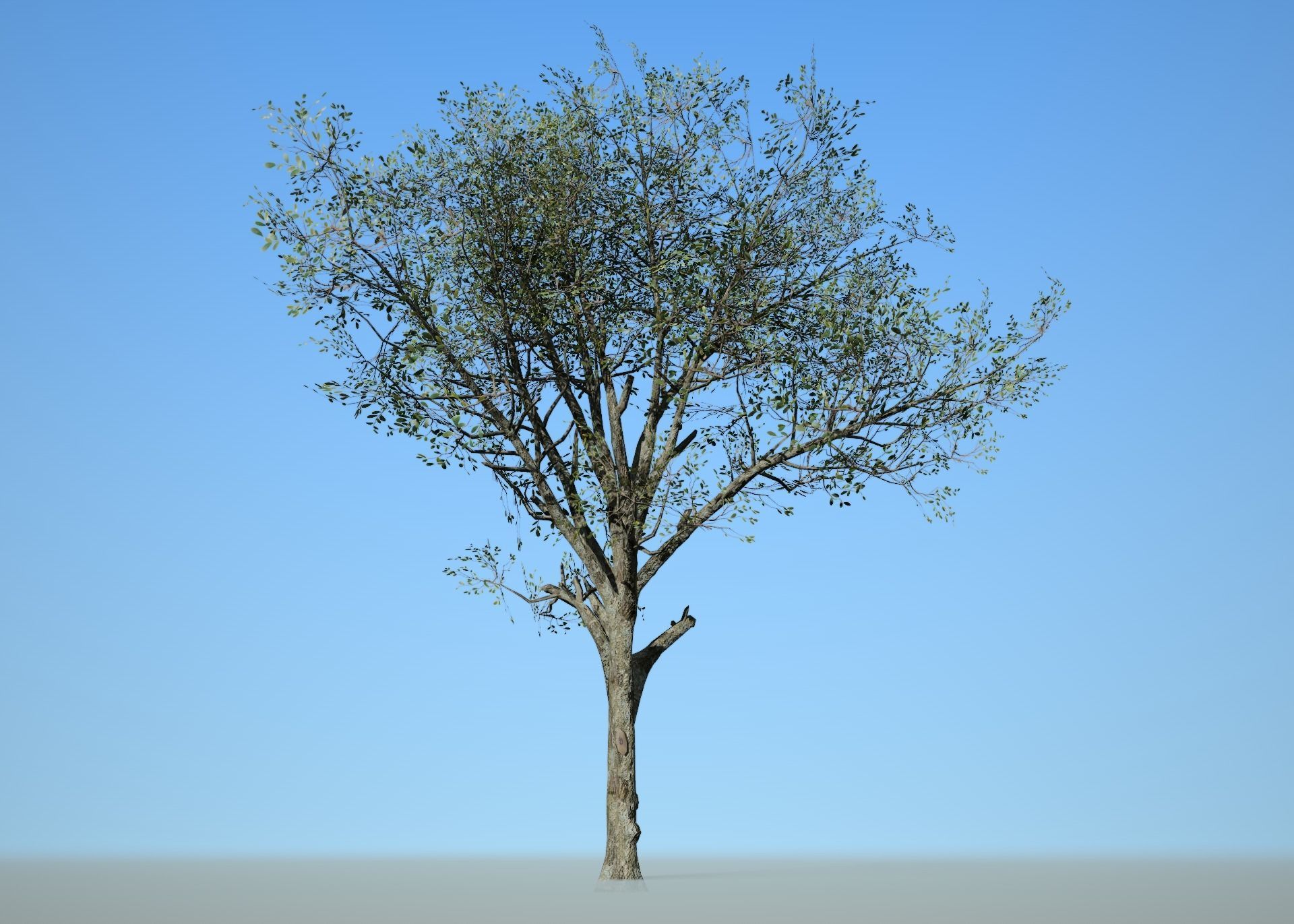 Broadleaf 002 Low-poly 3D model_3