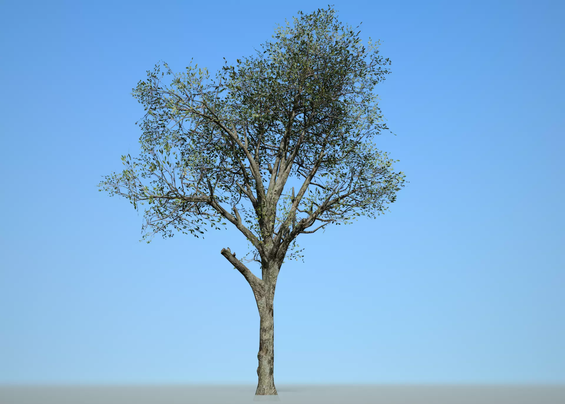 Broadleaf 002 Low-poly 3D model_0