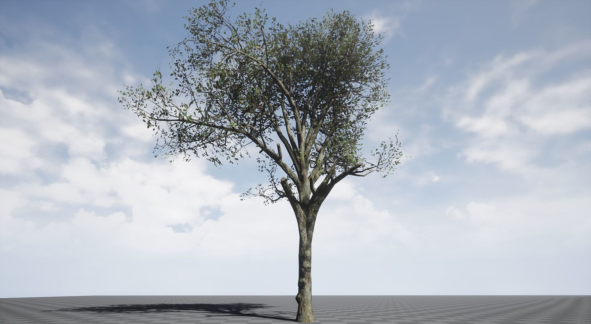 Broadleaf 002 Low-poly 3D model_5
