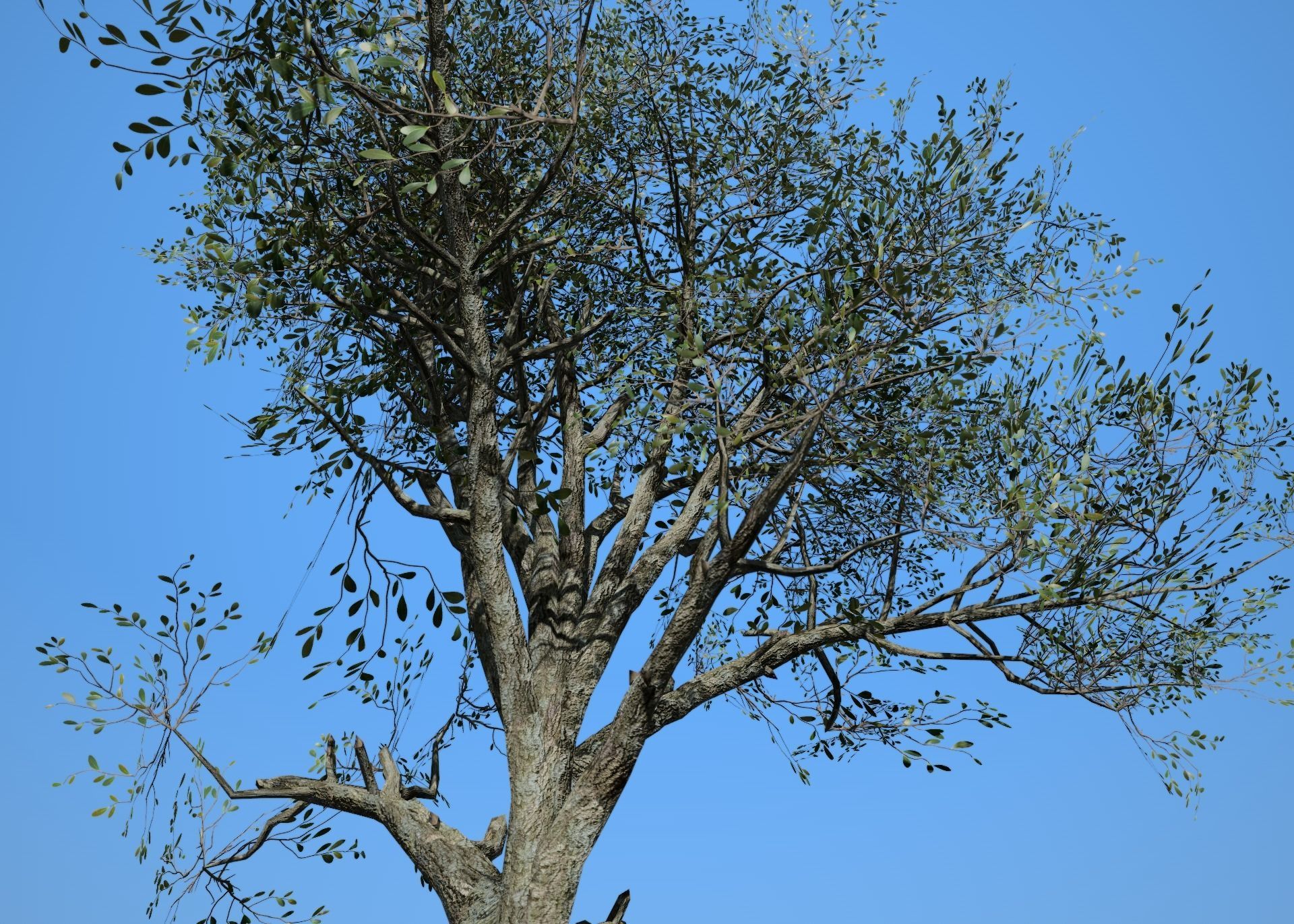 Broadleaf 002 Low-poly 3D model_4