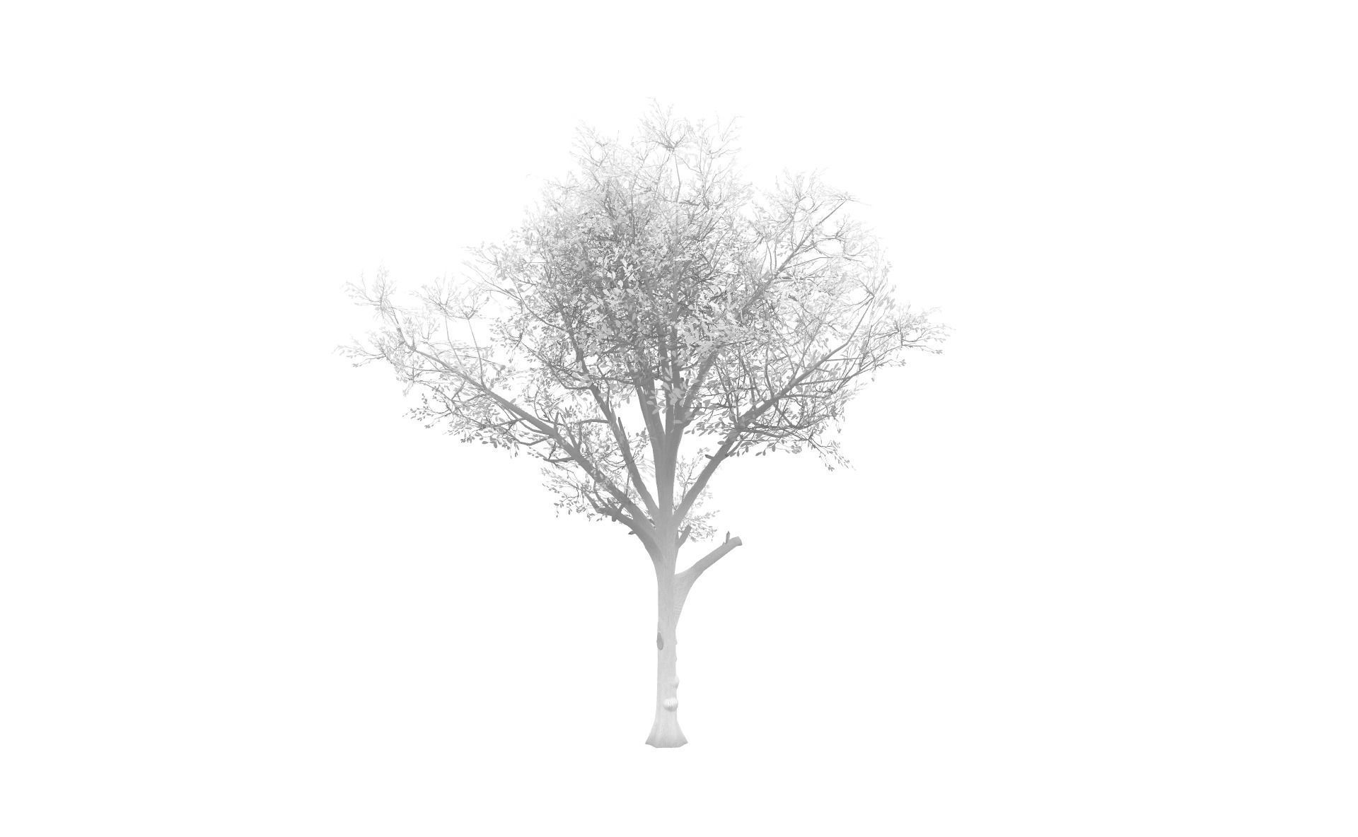 Broadleaf 002 Low-poly 3D model_6