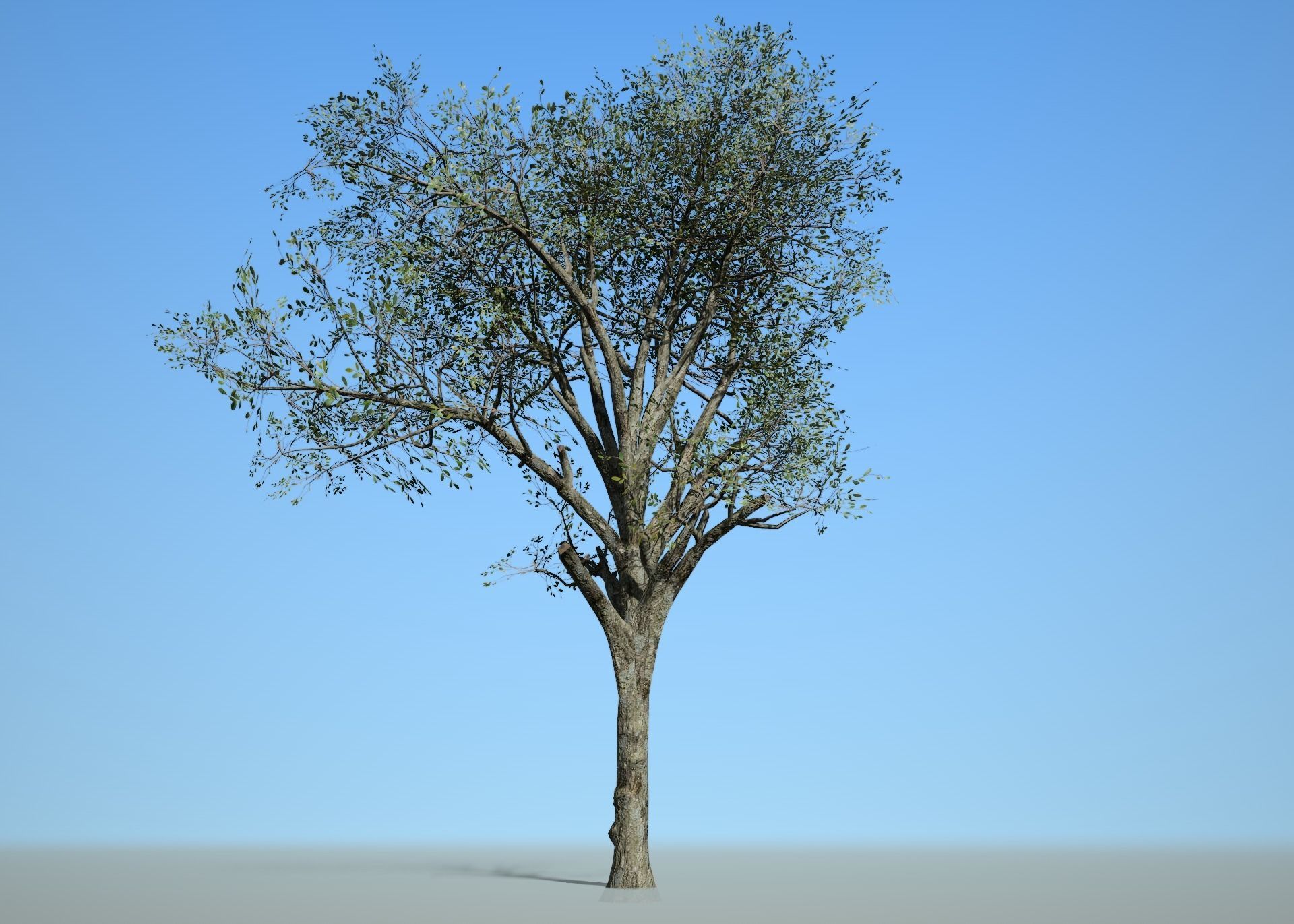 Broadleaf 002 Low-poly 3D model_1