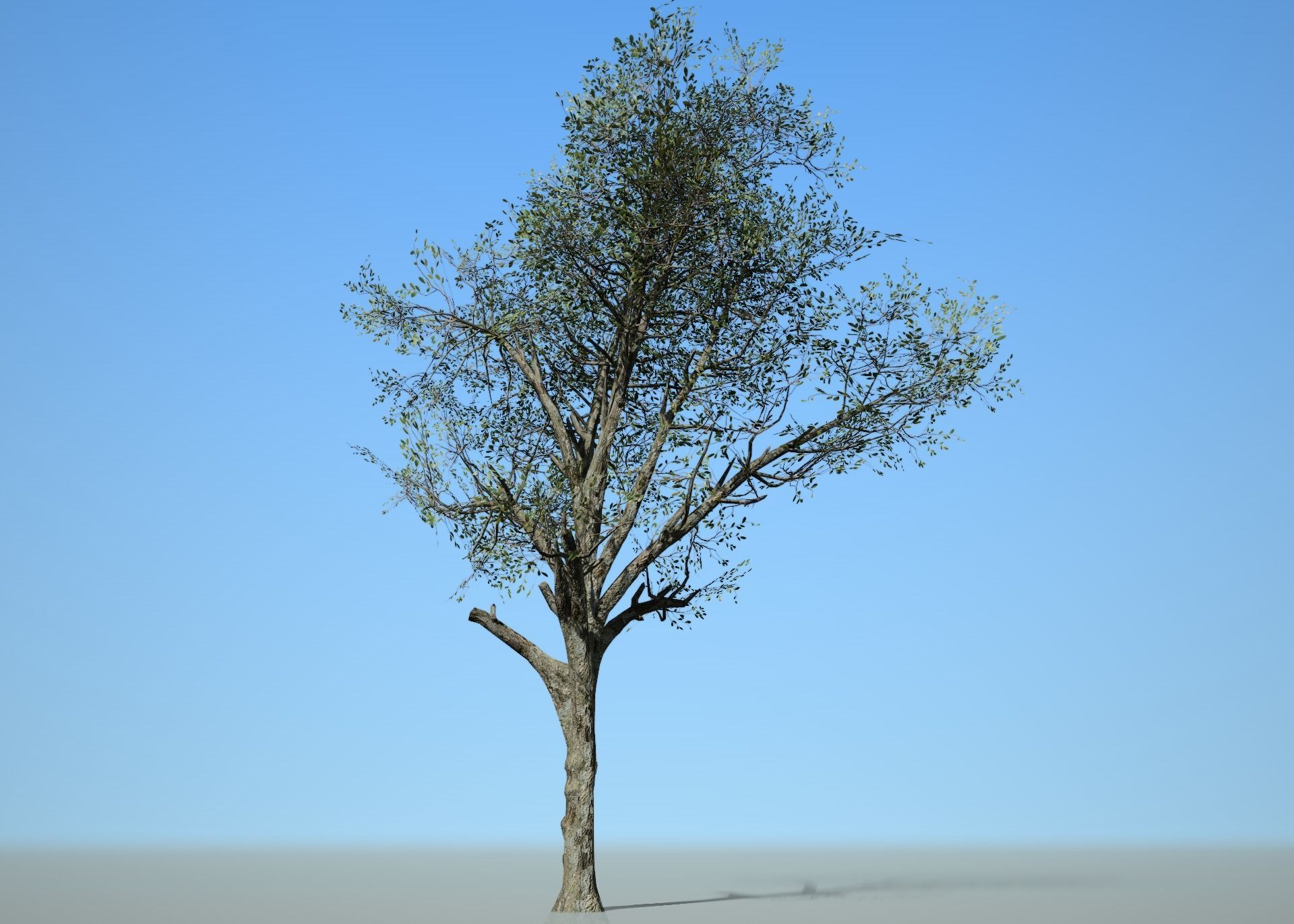 Broadleaf 002 Low-poly 3D model_2