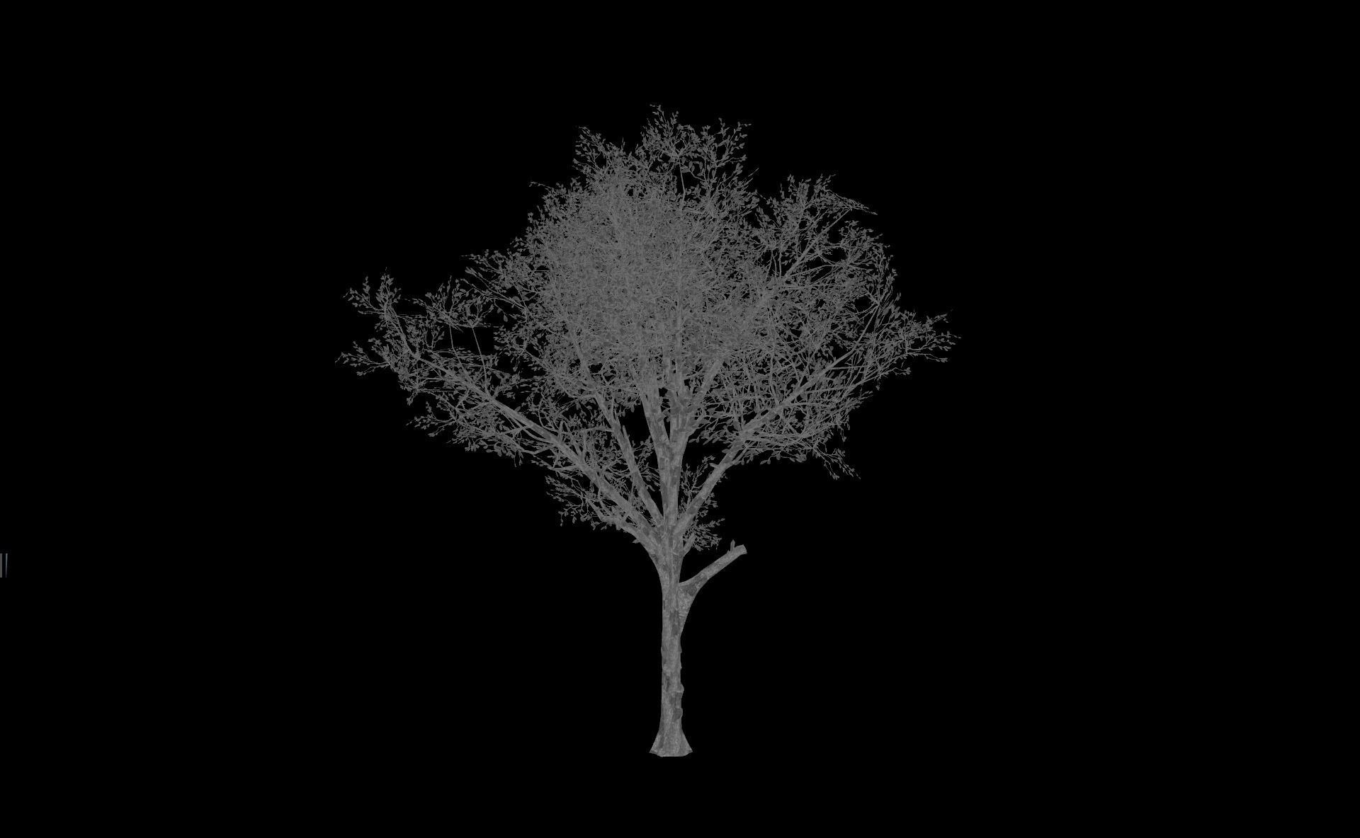Broadleaf 002 Low-poly 3D model_7