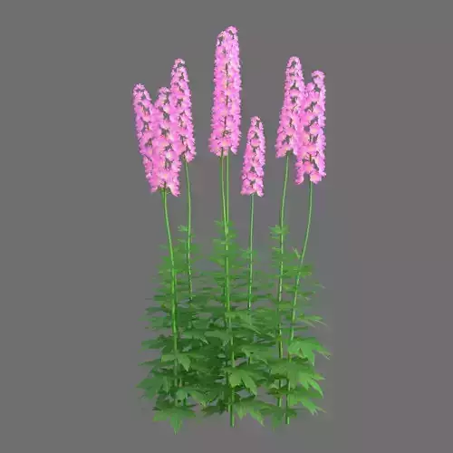 XfrogPlants Larkspur - Delphinium 