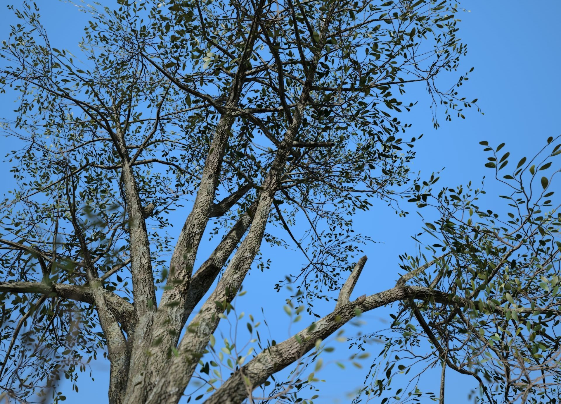 Broadleaf 003 Low-poly 3D model_6