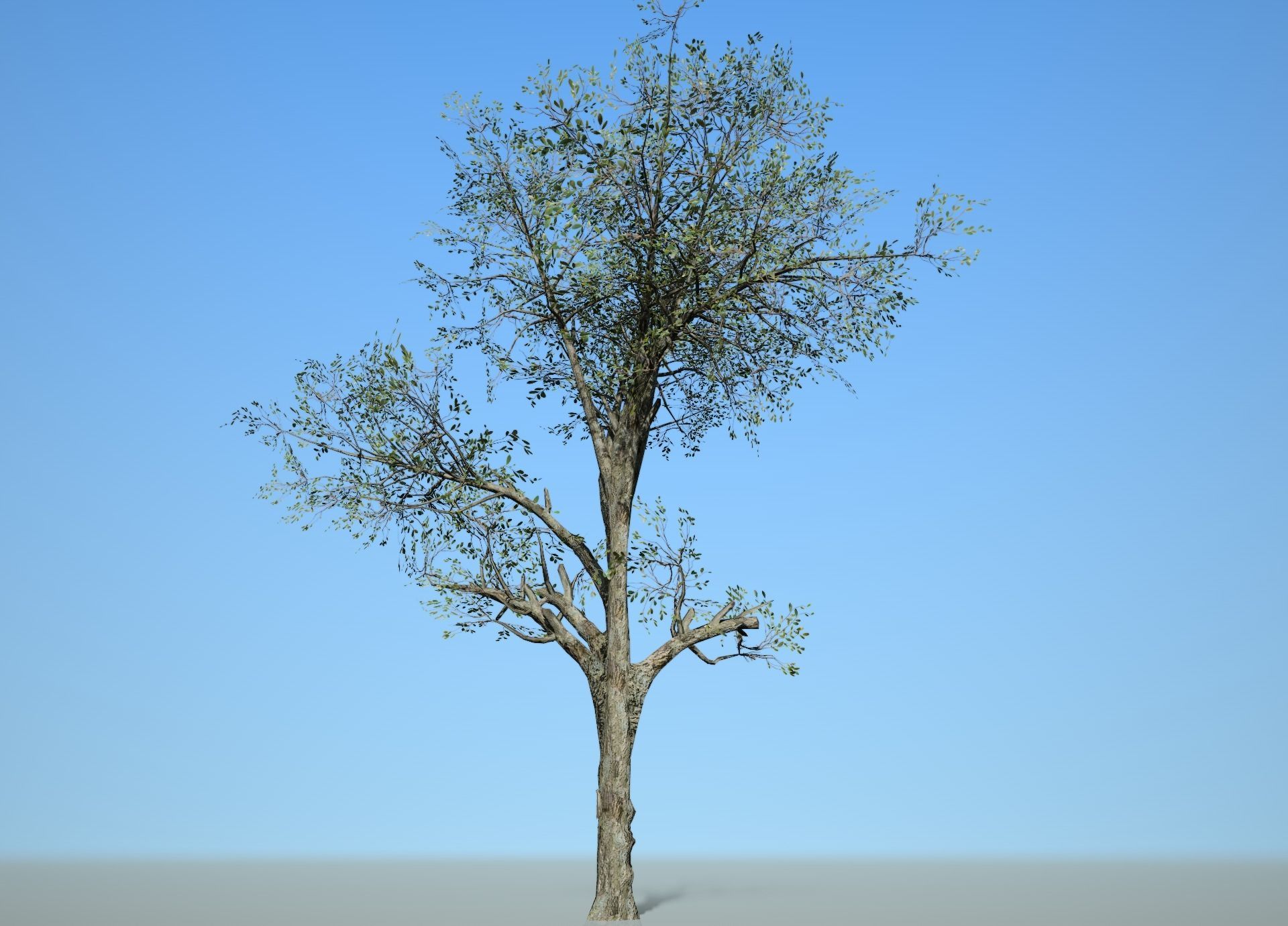 Broadleaf 003 Low-poly 3D model_3