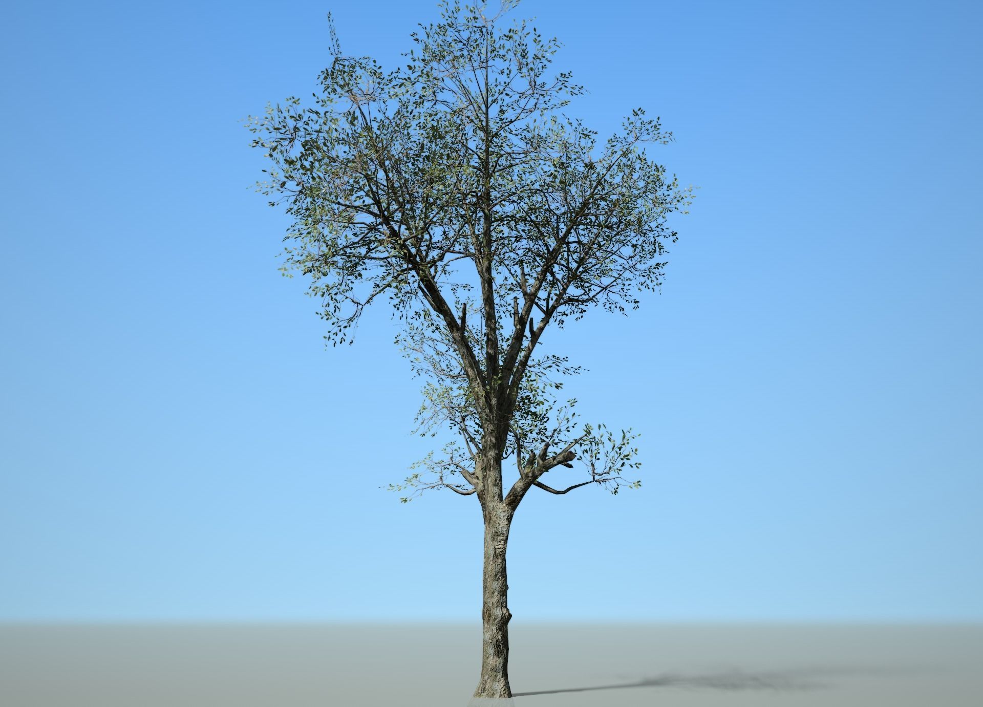 Broadleaf 003 Low-poly 3D model_4