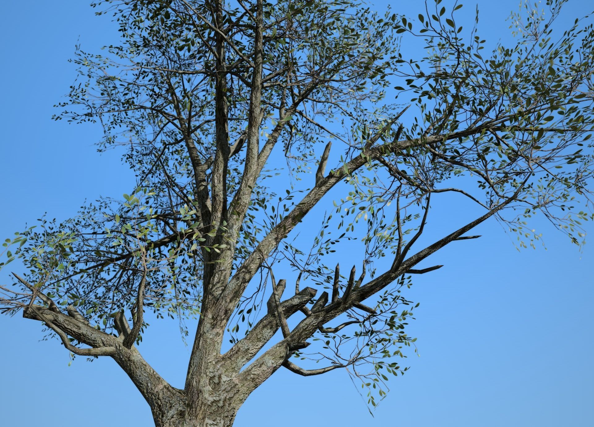 Broadleaf 003 Low-poly 3D model_7