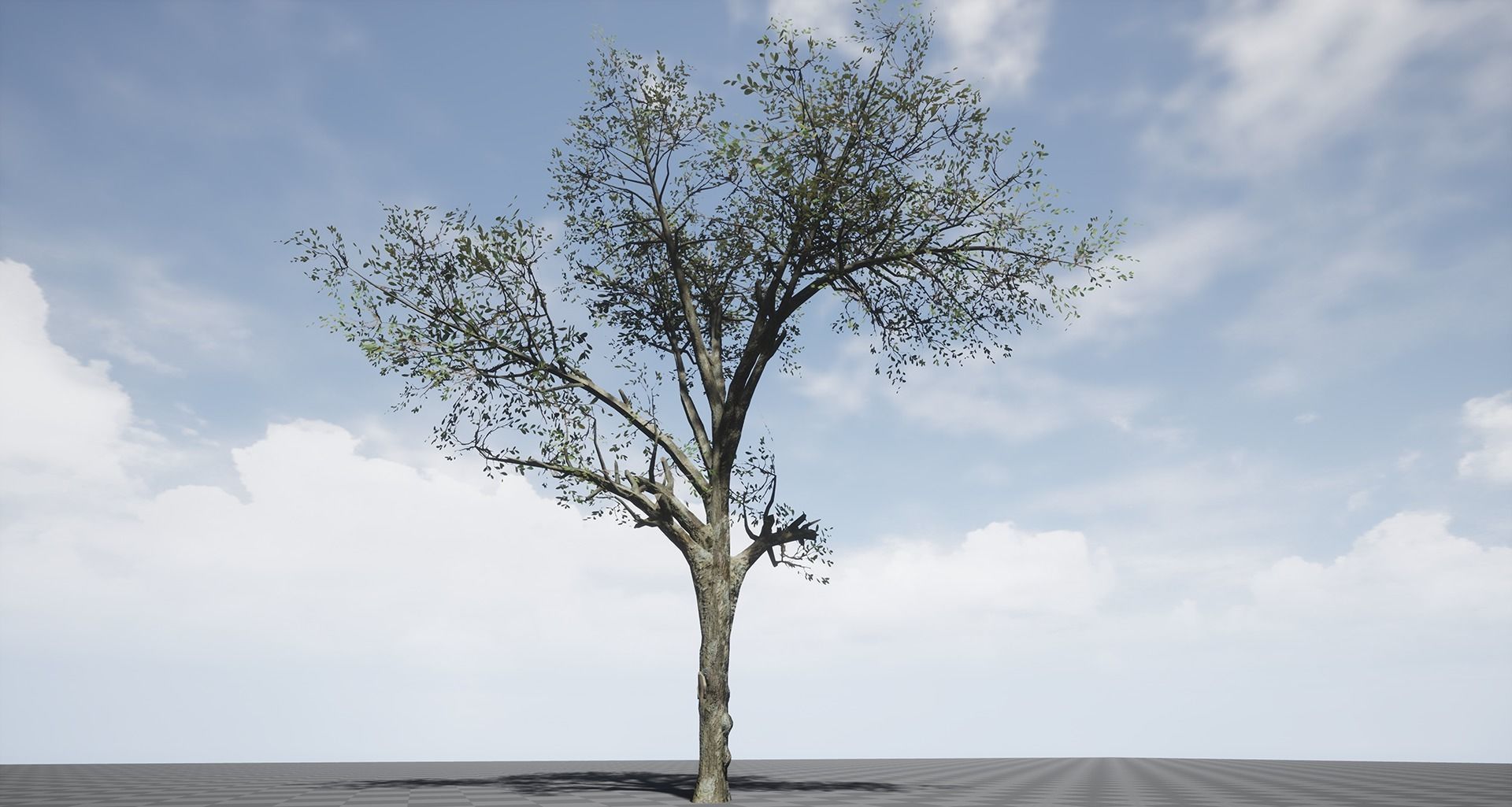 Broadleaf 003 Low-poly 3D model_8