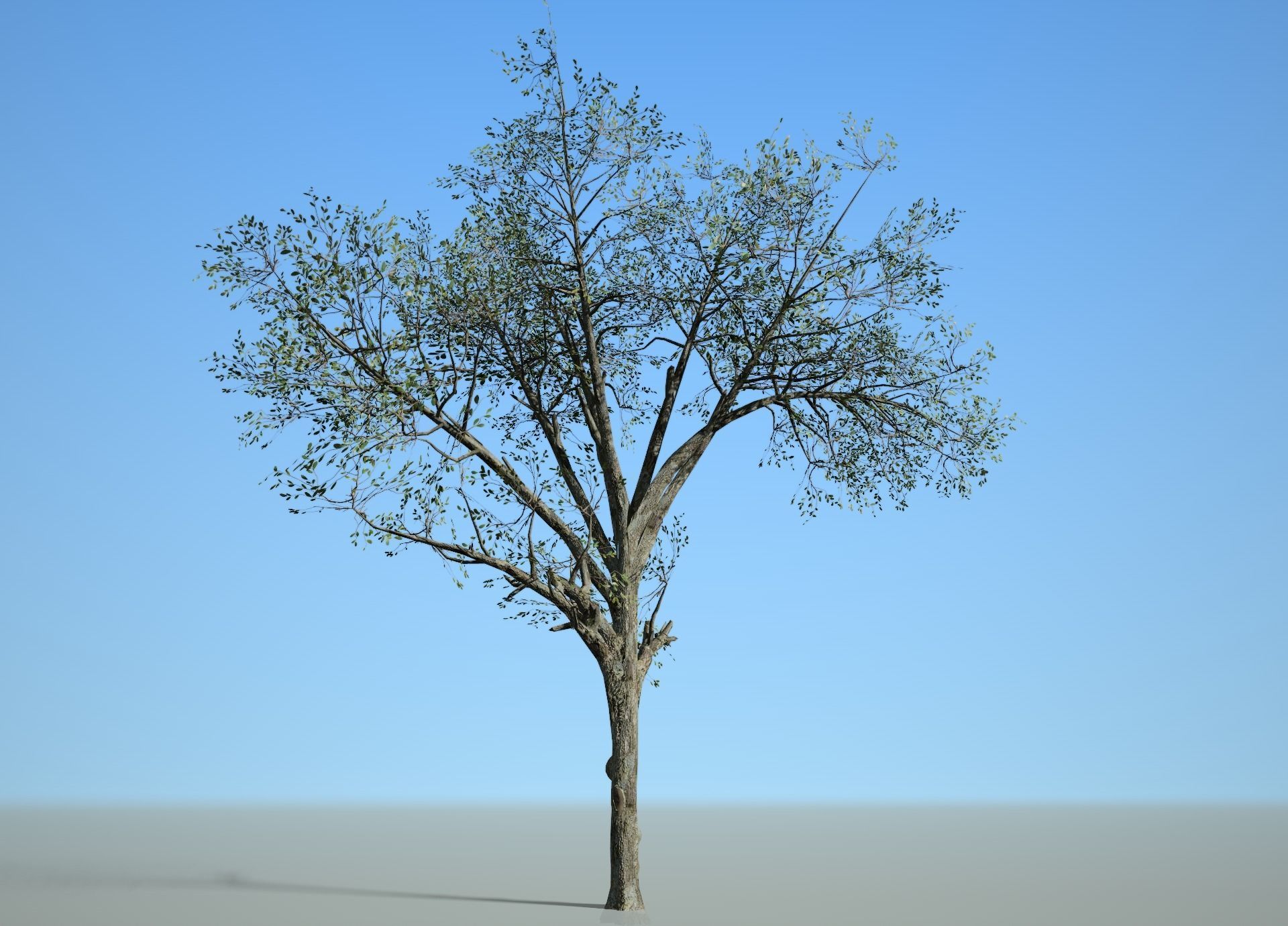 Broadleaf 003 Low-poly 3D model_2