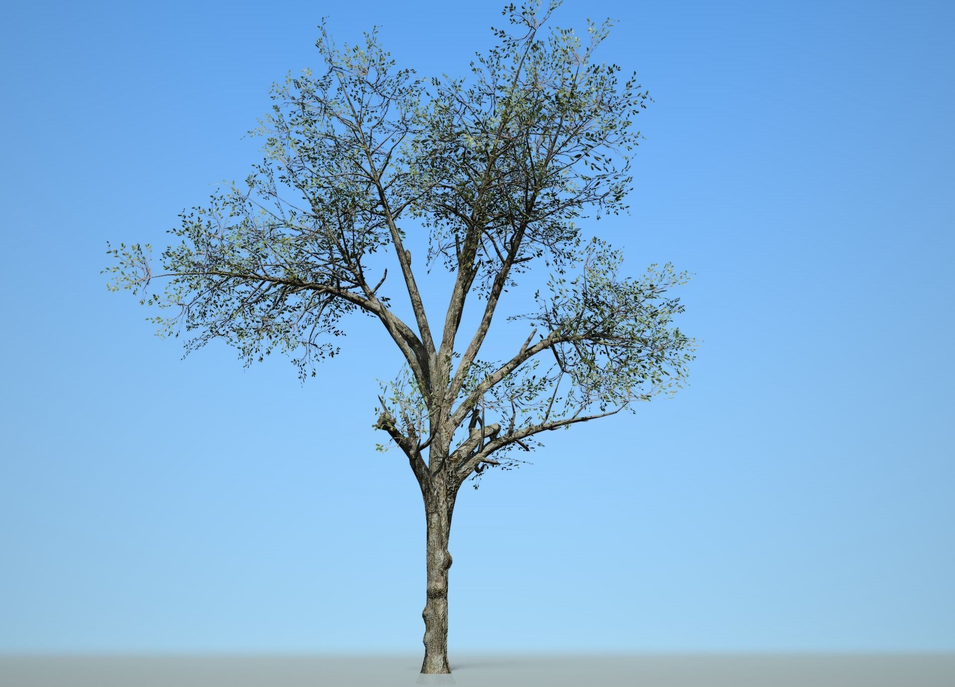 Broadleaf 003 Low-poly 3D model_5