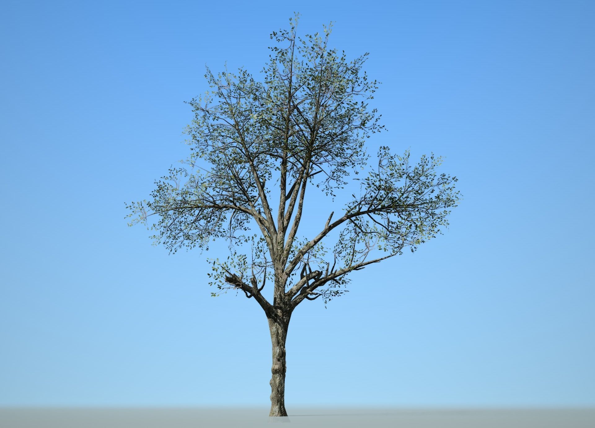 Broadleaf 003 Low-poly 3D model_1