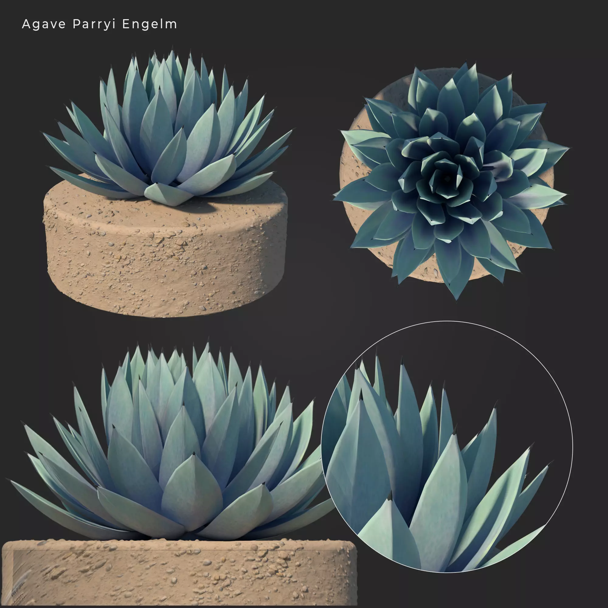 Agave Parryi Engelm 3D model