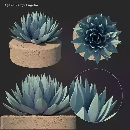 Agave Parryi Engelm