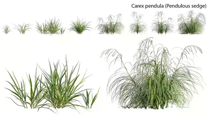 Carex pendula - Pendulous sedge -01 3D model