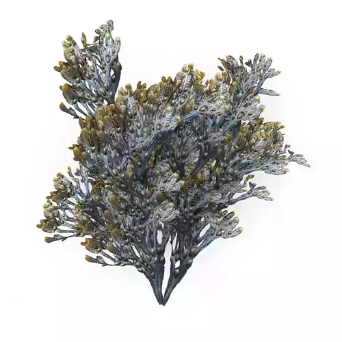 Egg Wrack seaweed H1 Low-poly 3D model