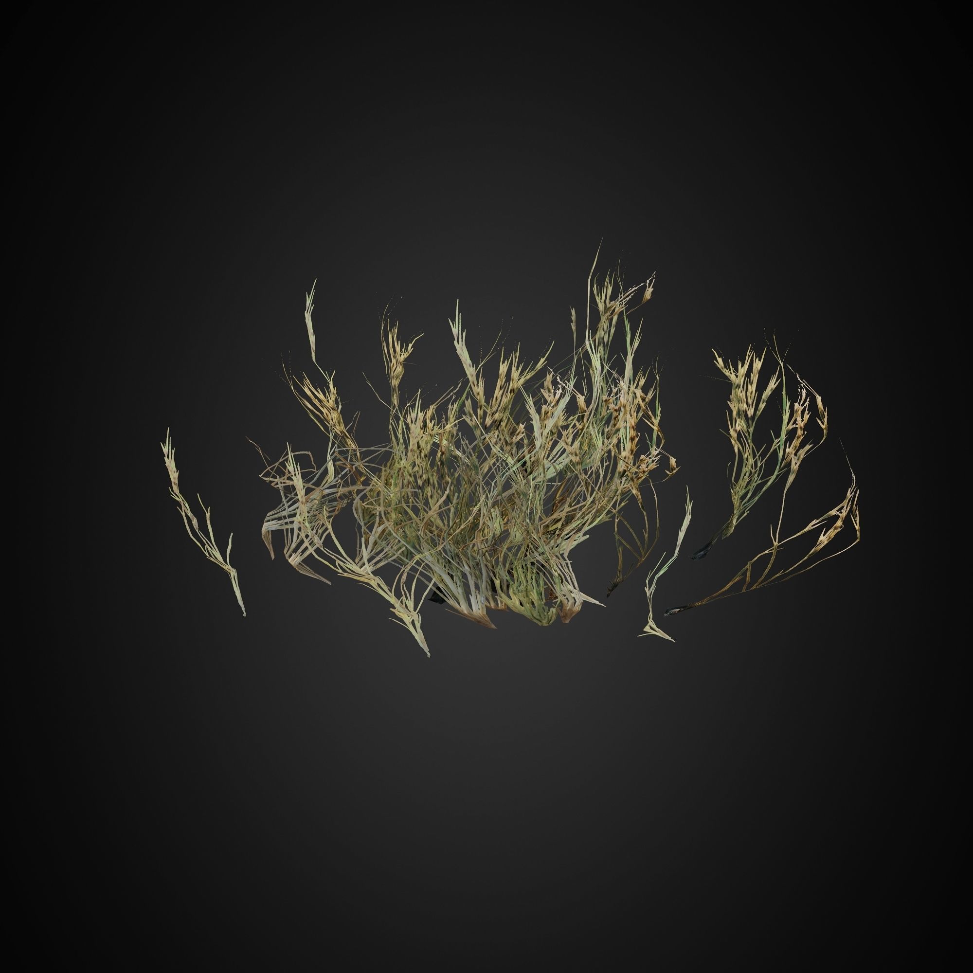 HelliosVegetation Grass 01 Forest Pack CoronaVray 3D model_6
