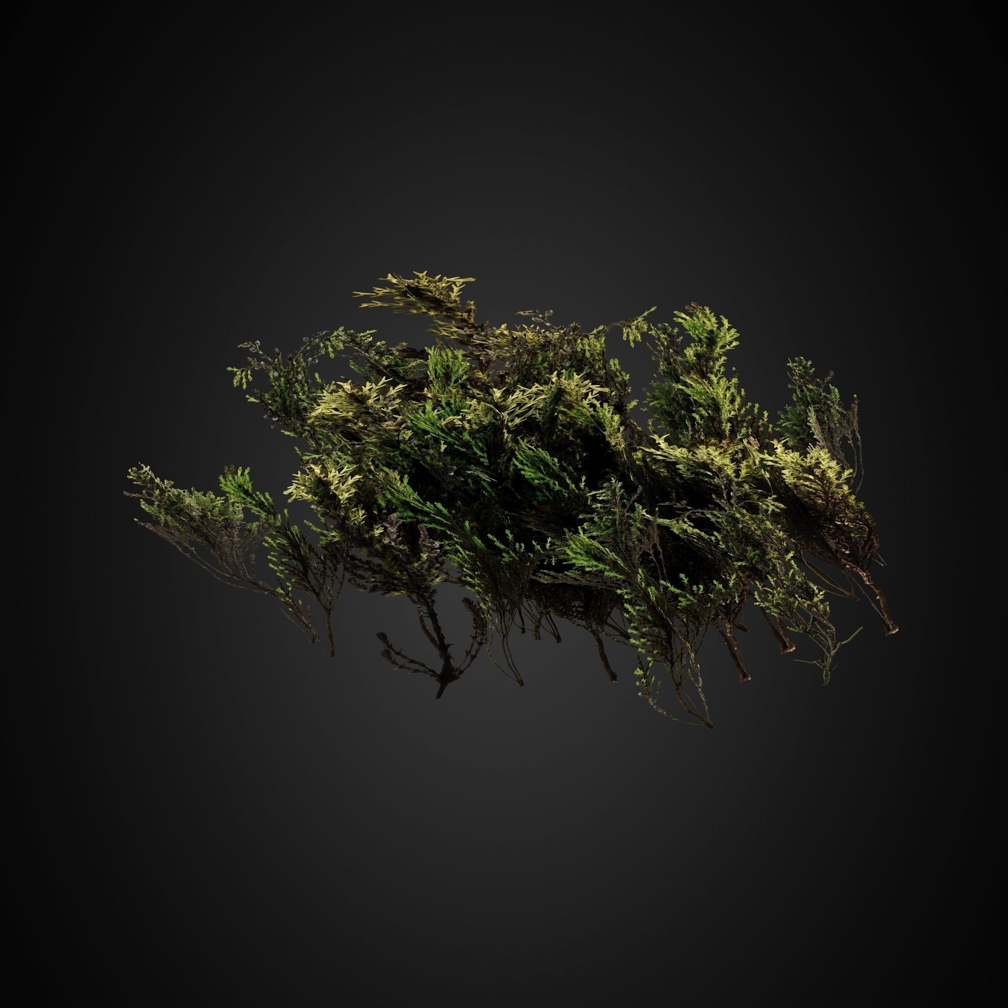 HelliosVegetation Grass 01 Forest Pack CoronaVray 3D model_10