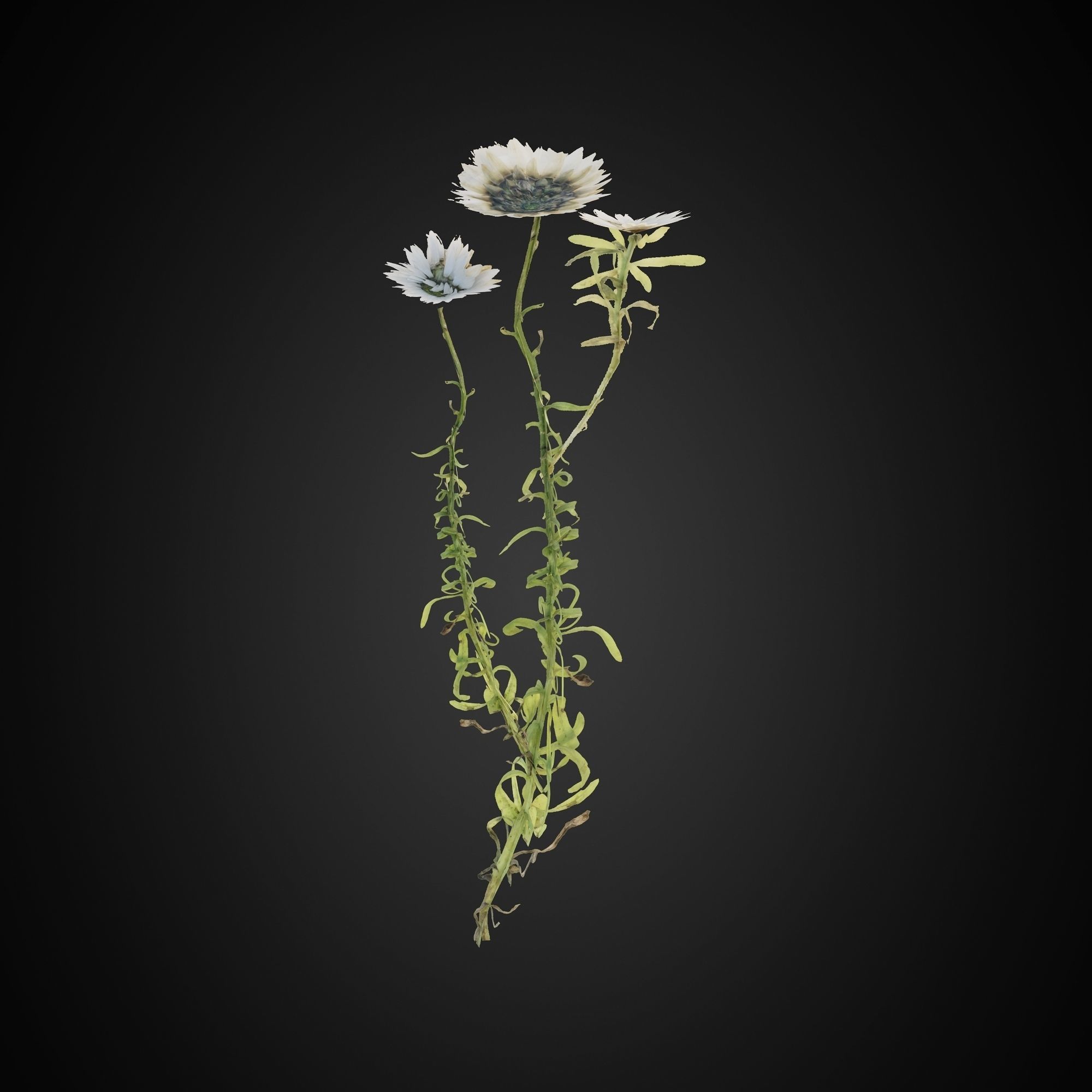 HelliosVegetation Grass 01 Forest Pack CoronaVray 3D model_3
