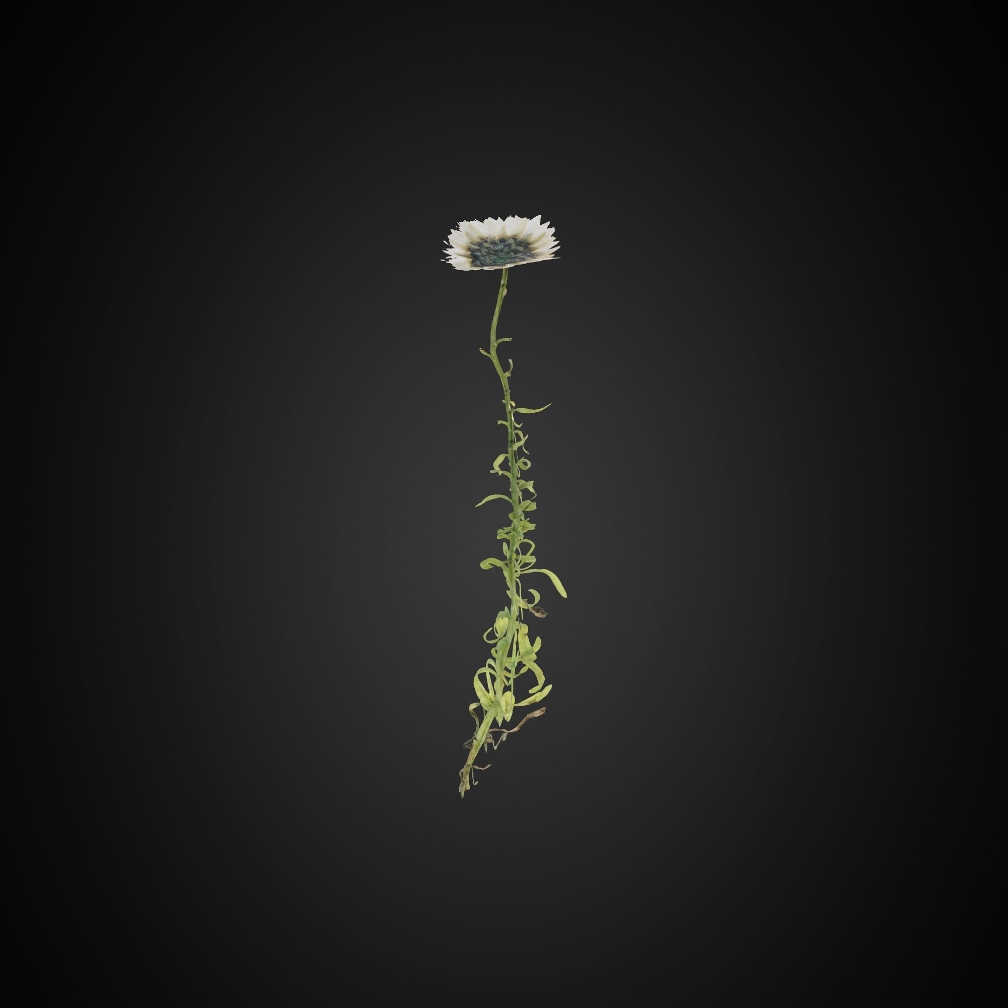 HelliosVegetation Grass 01 Forest Pack CoronaVray 3D model_5