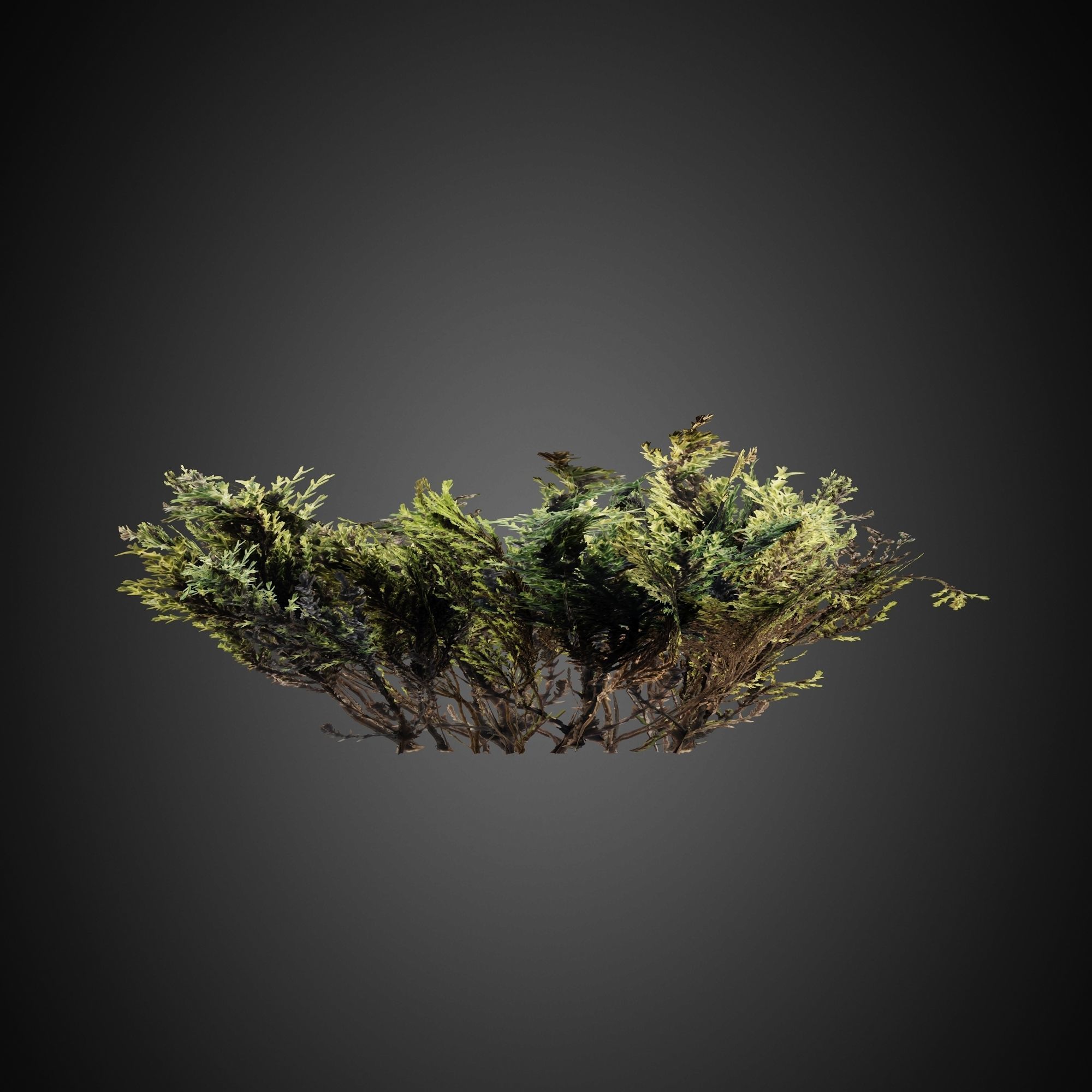 HelliosVegetation Grass 01 Forest Pack CoronaVray 3D model_11
