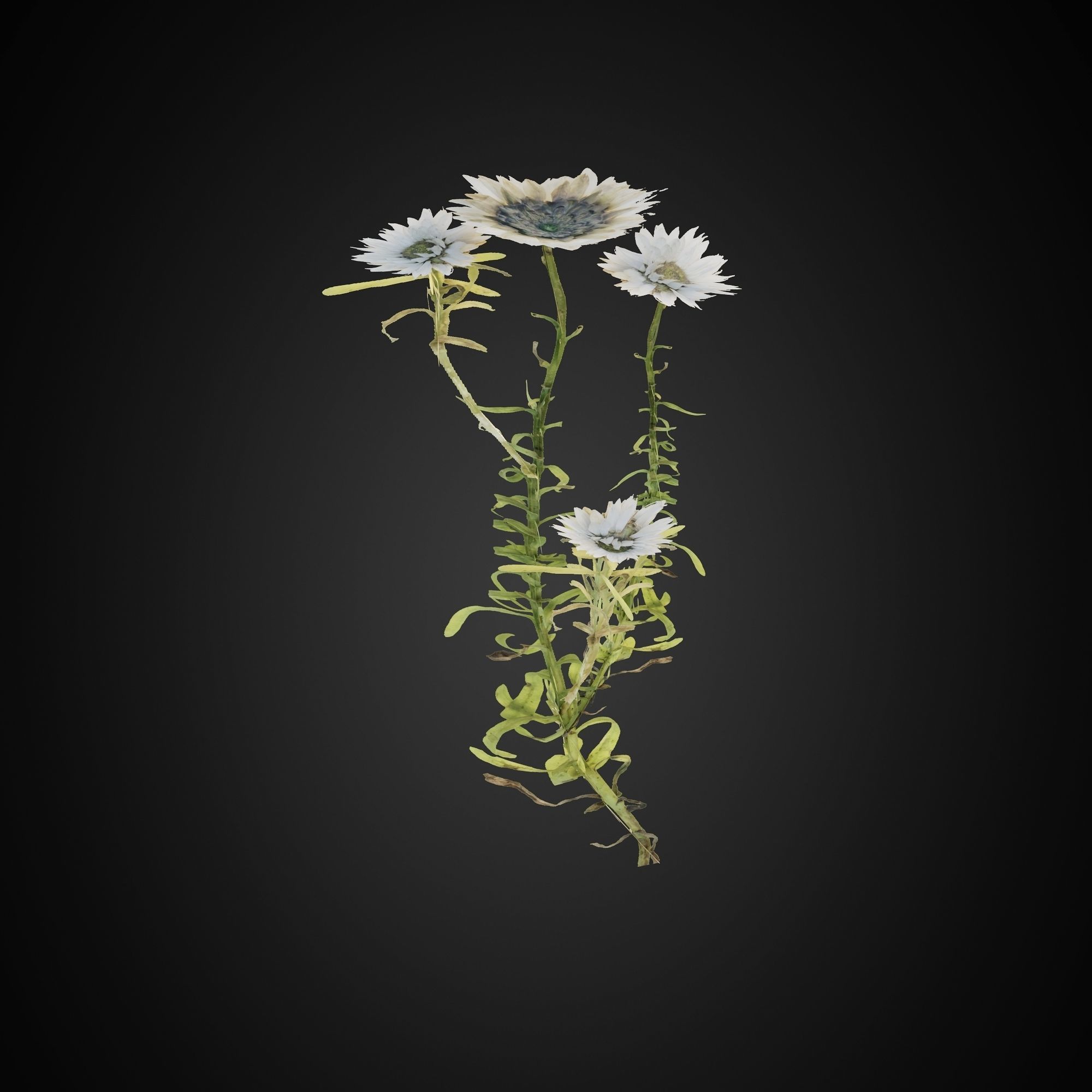 HelliosVegetation Grass 01 Forest Pack CoronaVray 3D model_4