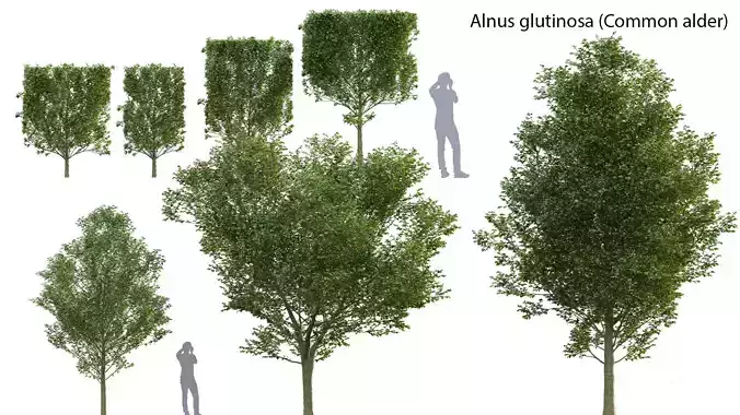 Carpinus betulus - Hornbeam - 01 3D model
