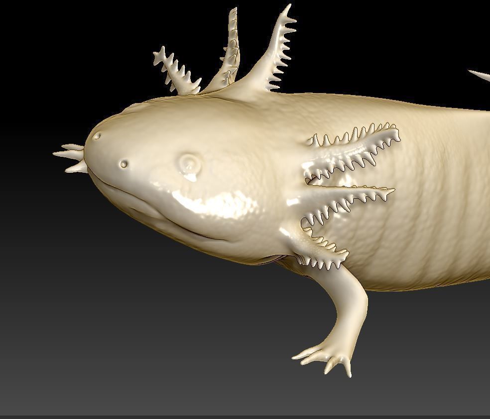 Axolotl 3D print model_2