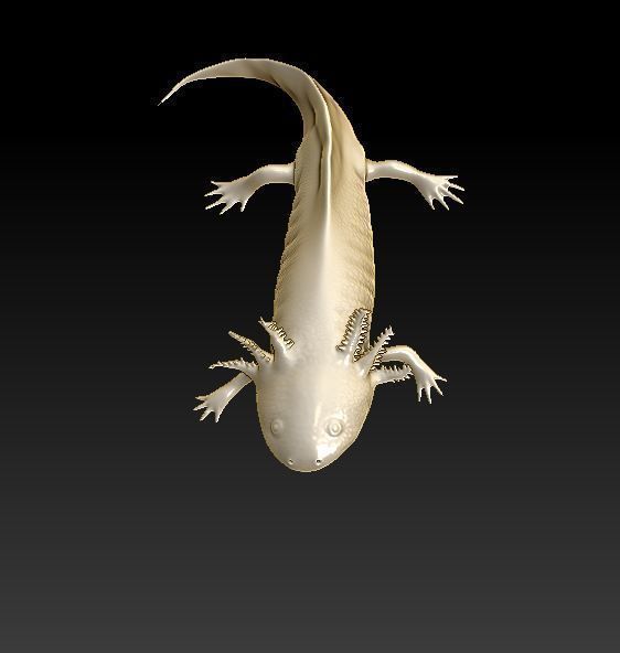 Axolotl 3D print model_3