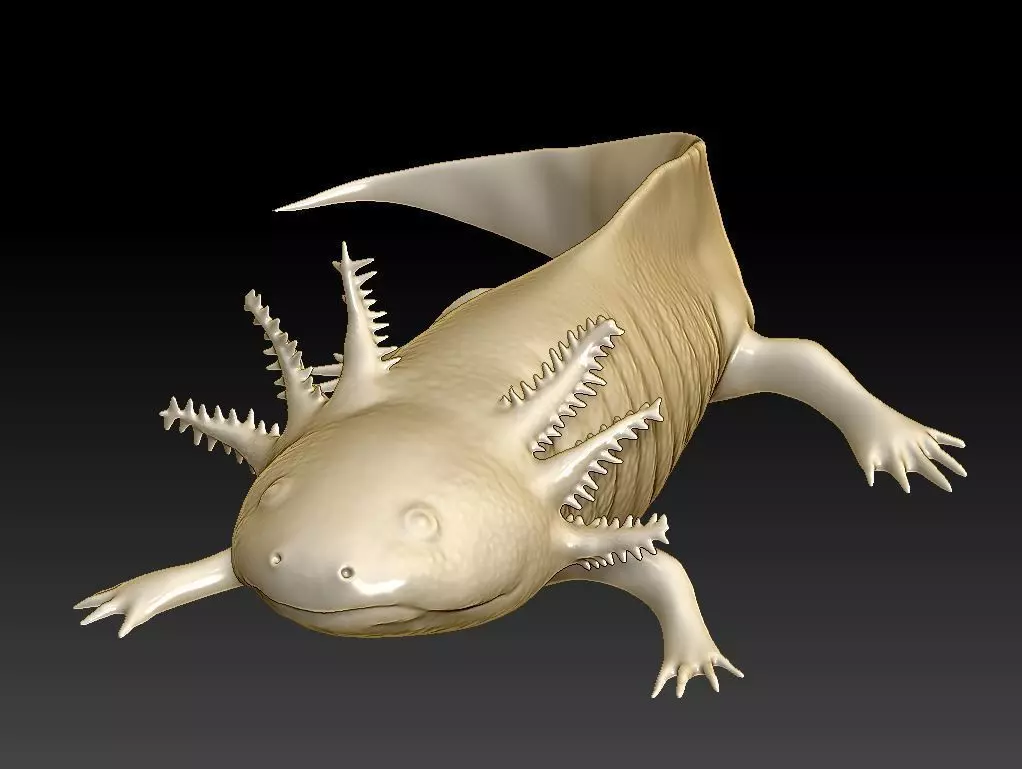 Axolotl 3D print model_0