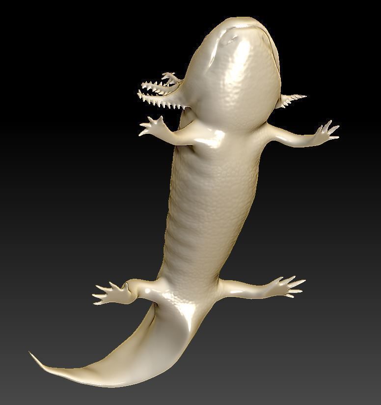Axolotl 3D print model_1
