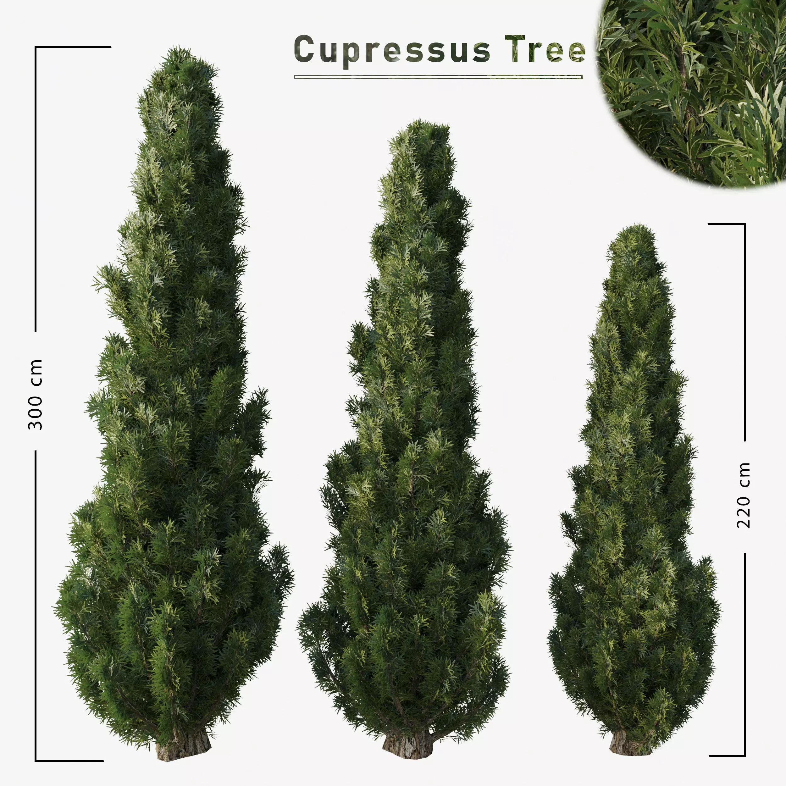 Cupressus tree 3D model