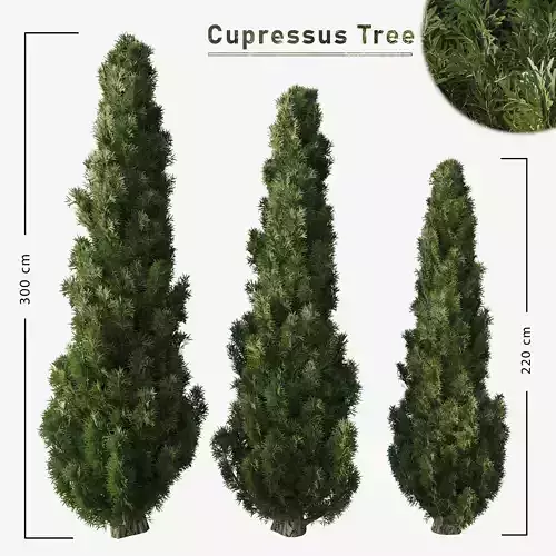 Cupressus tree