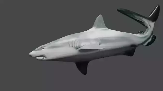 SHARK