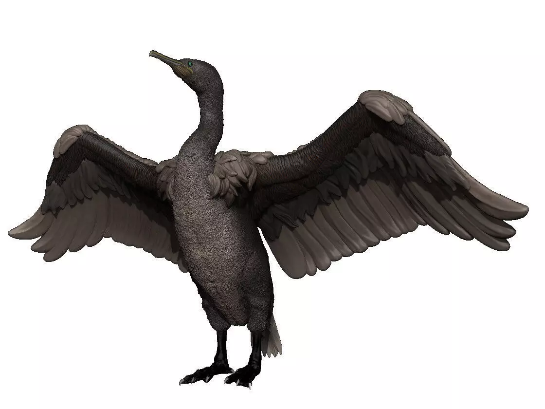 Socotra Cormorant 3D print model_0